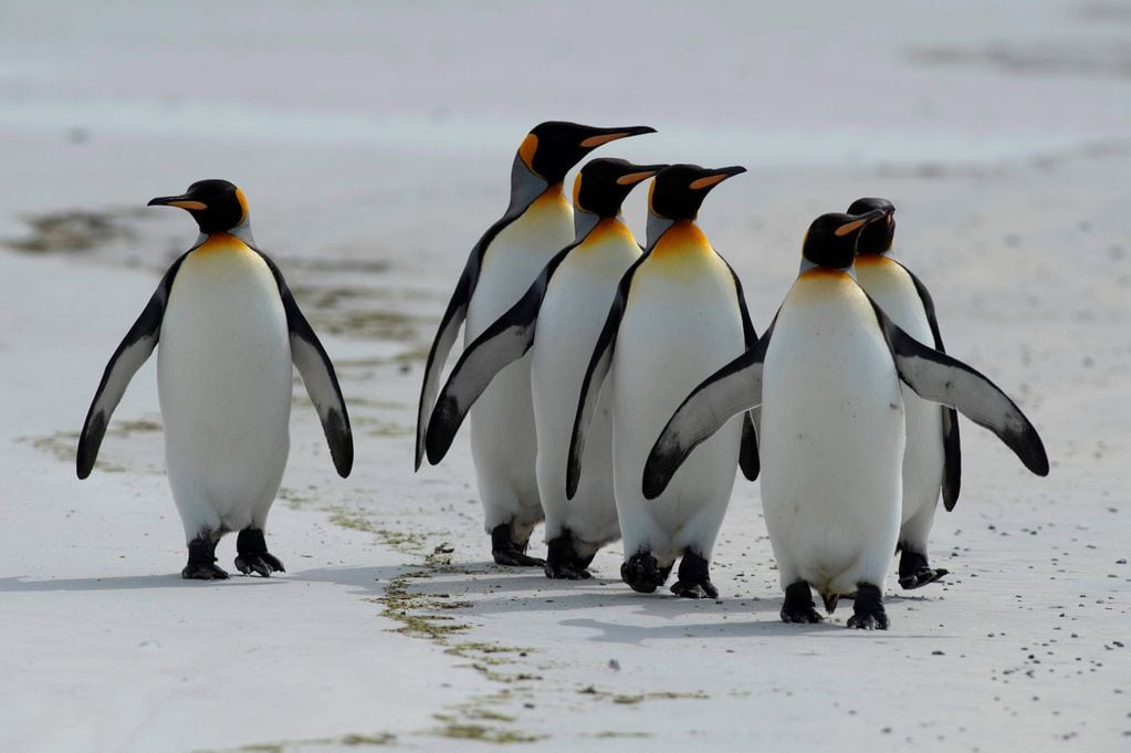 El pingüino rey