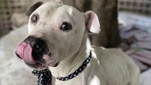 La historia de Aceituno, el perro que fue rescatado, adoptado y abandonado
