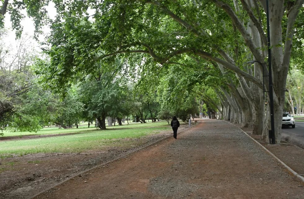 Los árboles del Parque General San Martín.