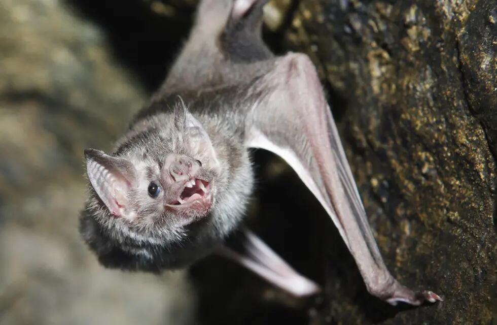 Alerta por el hallazgo de un murciélago con rabia en Buenos Aires