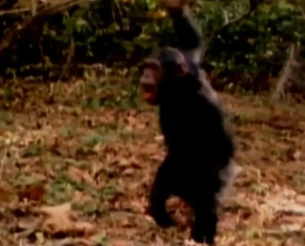 El chimpancé robó una bebé y la asesinó