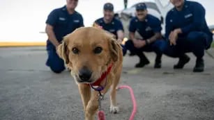 La increíble historia de Connie, la perra que sobrevivió ocho días en un contenedor