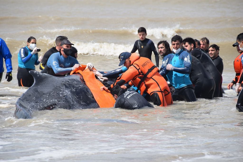 Personal de Mundo Marino y fuerzas de seguridad colaboraron en la tarea de devolver al mar dos ballenas.