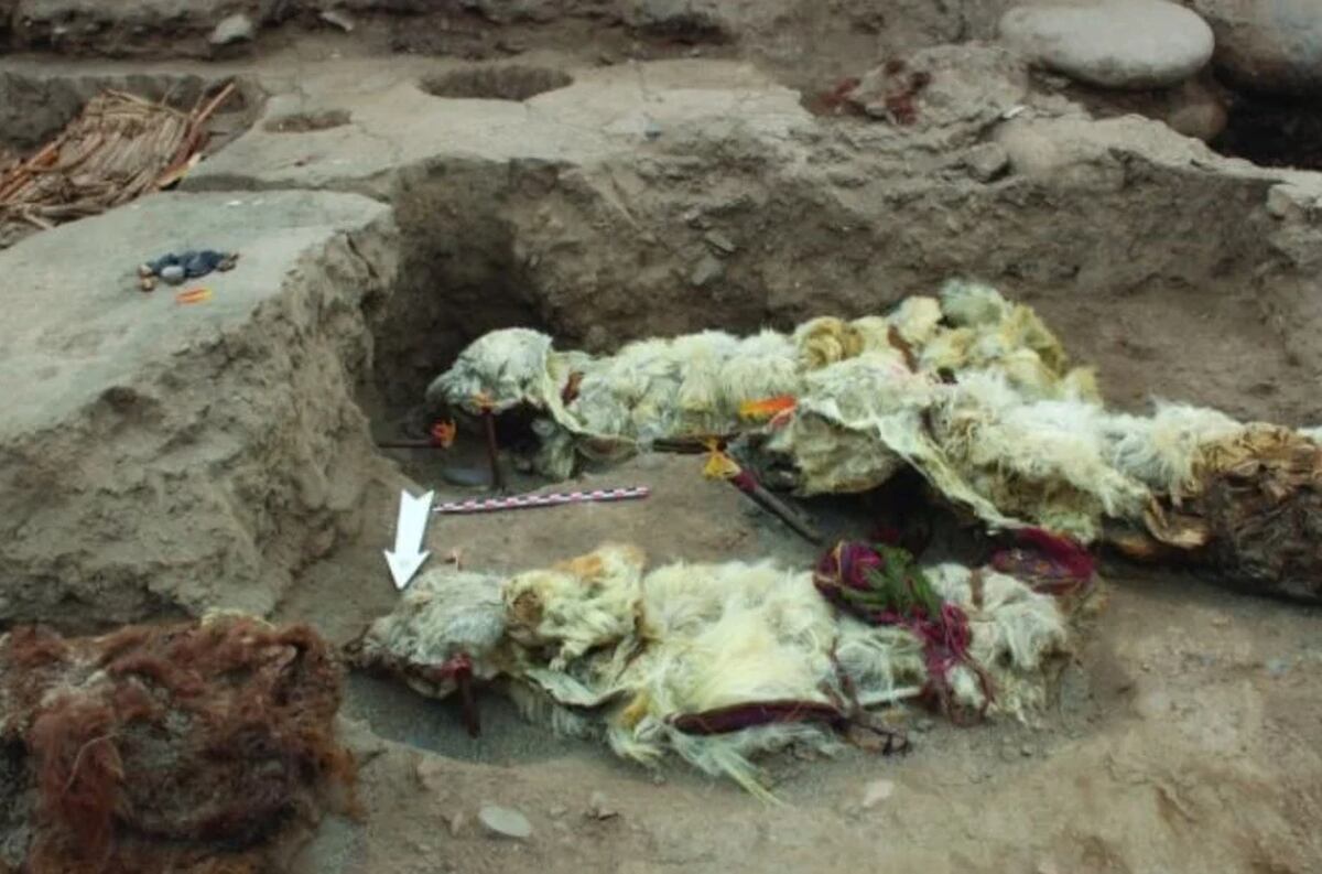 Descubren las primeras pruebas directas de sacrificios incas en un yacimiento de Tambo Viejo, Perú. Foto: L.M. Valdez