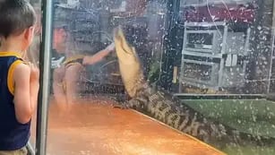 Mujer atacada por caimán