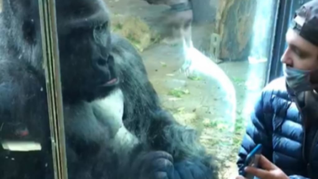 Amare, el gorila de 16 años del zoológico de Chicago que desarrolló una obsesión con er imágenes en teléfonos celulares. Foto: Redes