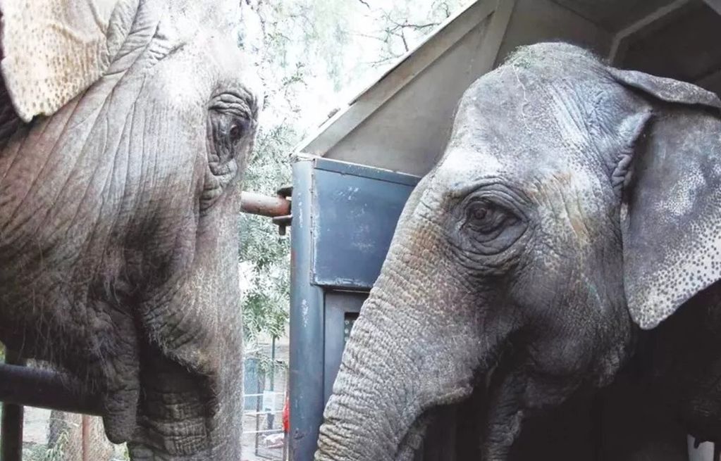 Las elefantas Pocha y Guille pasaron una noche tranquila y se acercan al santuario de Brasil.