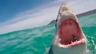 Video: el momento exacto en el que un tiburón blanco saltó del agua y mostró sus dientes
