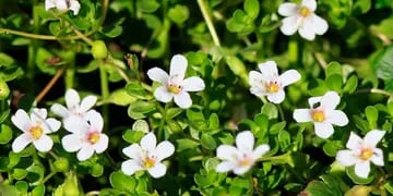 Bacopa (Bacopa monnieri), la planta medicinal con potenciales efectos sobre el ánimo y la memoria