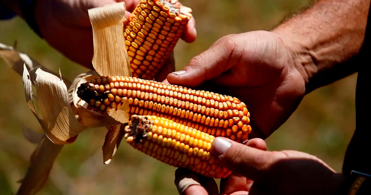 Costos: el aumento del maíz pone en jaque a la ganadería local