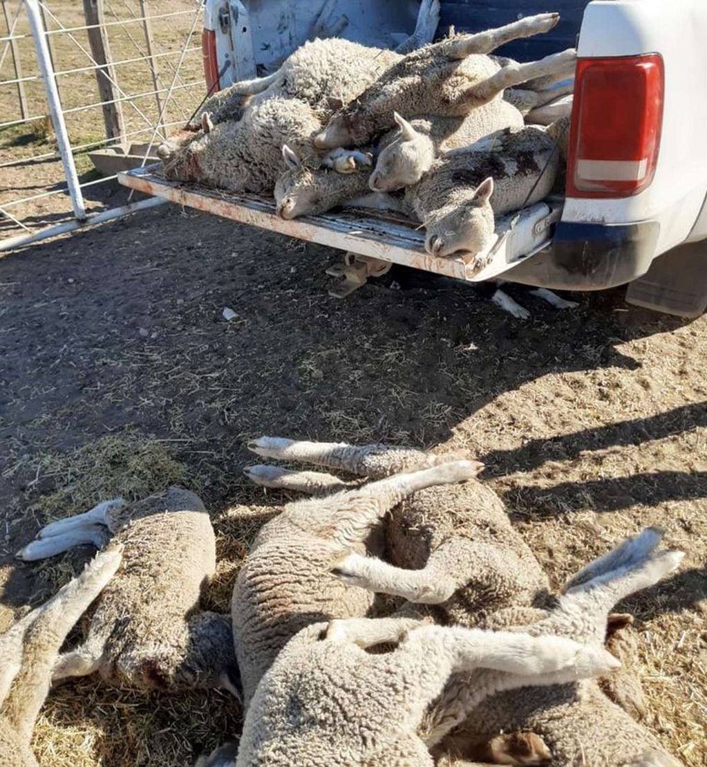 Los corderos atacados pesaban entre 8 y 15 kilos. / Gentileza