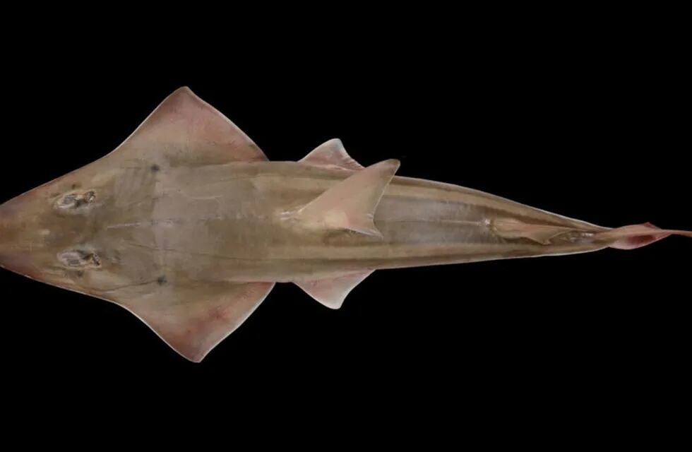 Científicos descubrieron una especie nueva de rayas en un acuario que las exhibe desde hace 20 años pensando que se trataba de peces guitarra gigantes.