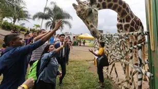 Una popular jirafa de un zoológico de Honduras, decomisado en 2013 a una banda de narcotraficantes, murió por causas aún desconocidas.