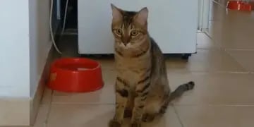 Un gato salvó a su dueña de que le robaran en su departamento en Rosario