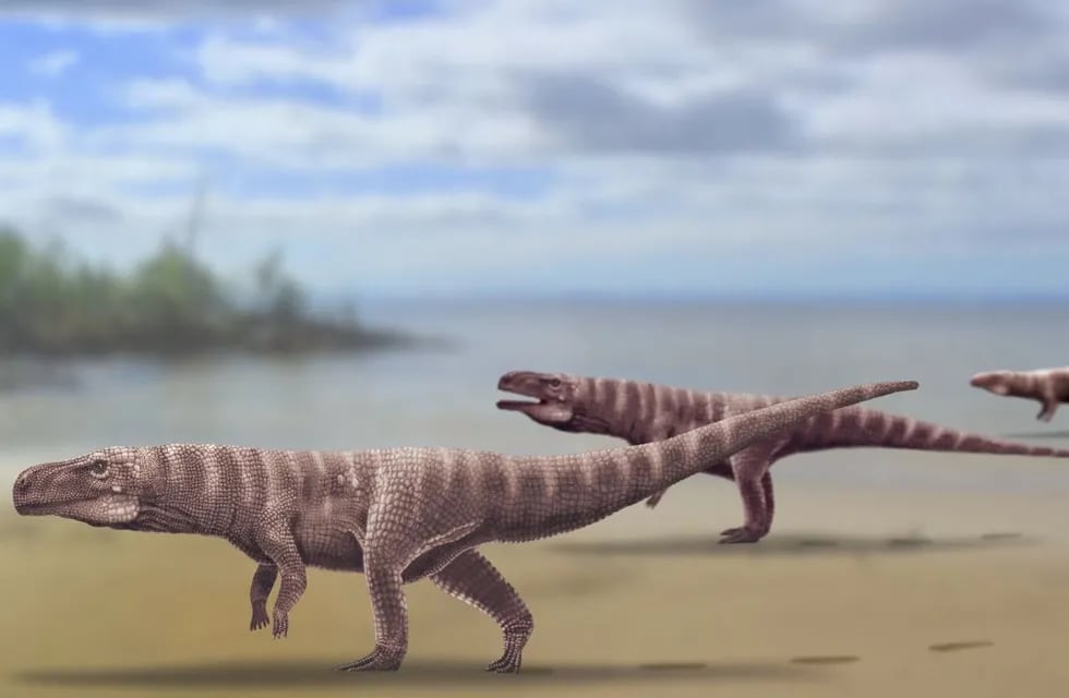 Científicos de la Universidad de Queensland aseguran que los cocodrilos antiguos caminaban con dos patas como los dinosaurios.