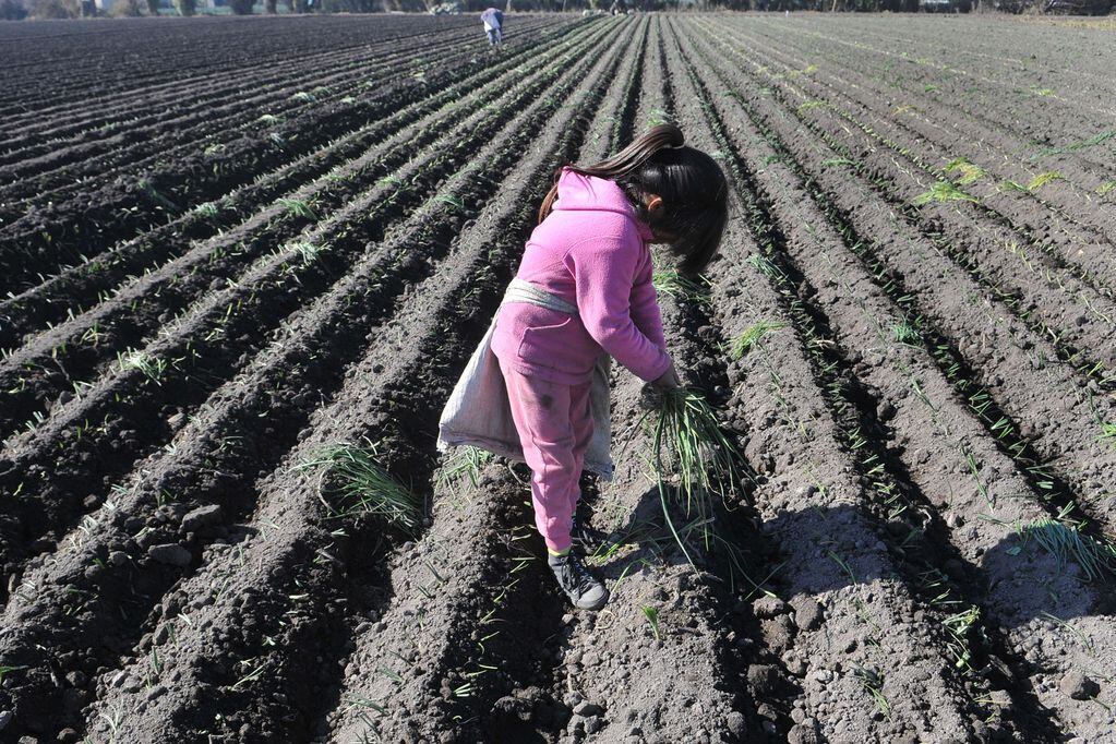 "Buena Cosecha" promueve la creación de Centros Socio-Educativos Rurales destinados a contener a hijos de trabajadores rurales durante los meses de cosecha.