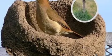 Emocionante: en medio de la sequía un entrerriano se solidarizó con un hornero a construir su nido