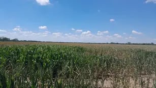 CAMPAÑA 2022/2023. El impacto de la sequía en los cultivos en Córdoba.