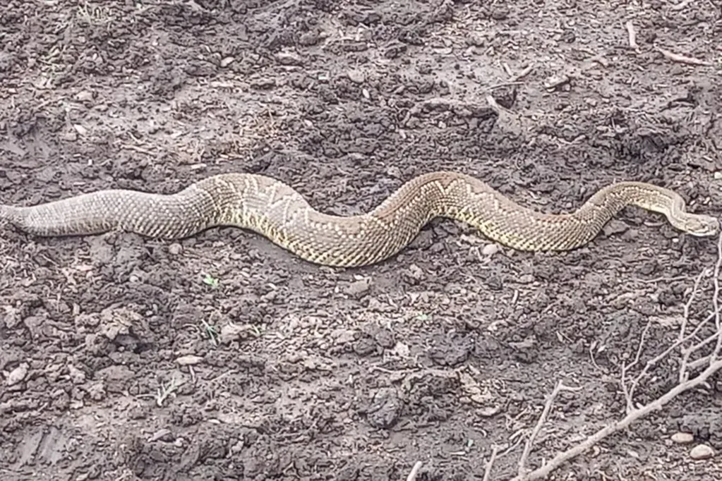 Descubrió una serpiente lampalagua en un lugar donde había poroto para sembrar. Foto: Web