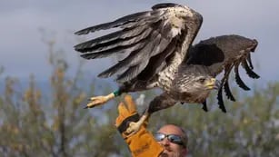 Fotos y video: así fue la emotiva liberación del águila rescatada al borde de la muerte hace un año. Foto: Gentileza Dirección de Recursos Naturales Renovables de Mendoza.