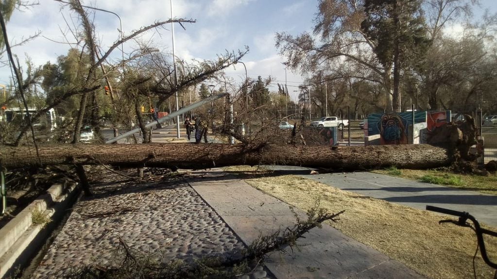 En la zona del Acuario se cayeron varias ramas y árboles.