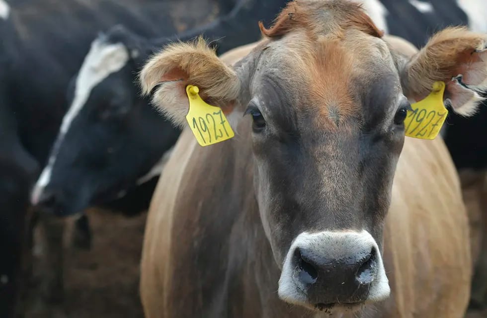 El cierre de la venta de las vacas refugo o descarte, es decir, las hembras adultas que no se pueden destinar a reproducción, afectó directamente la producción local. / Foto: Orlando Pelichotti
