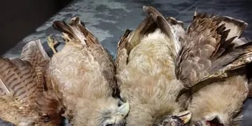 Matanza de aves rapaces