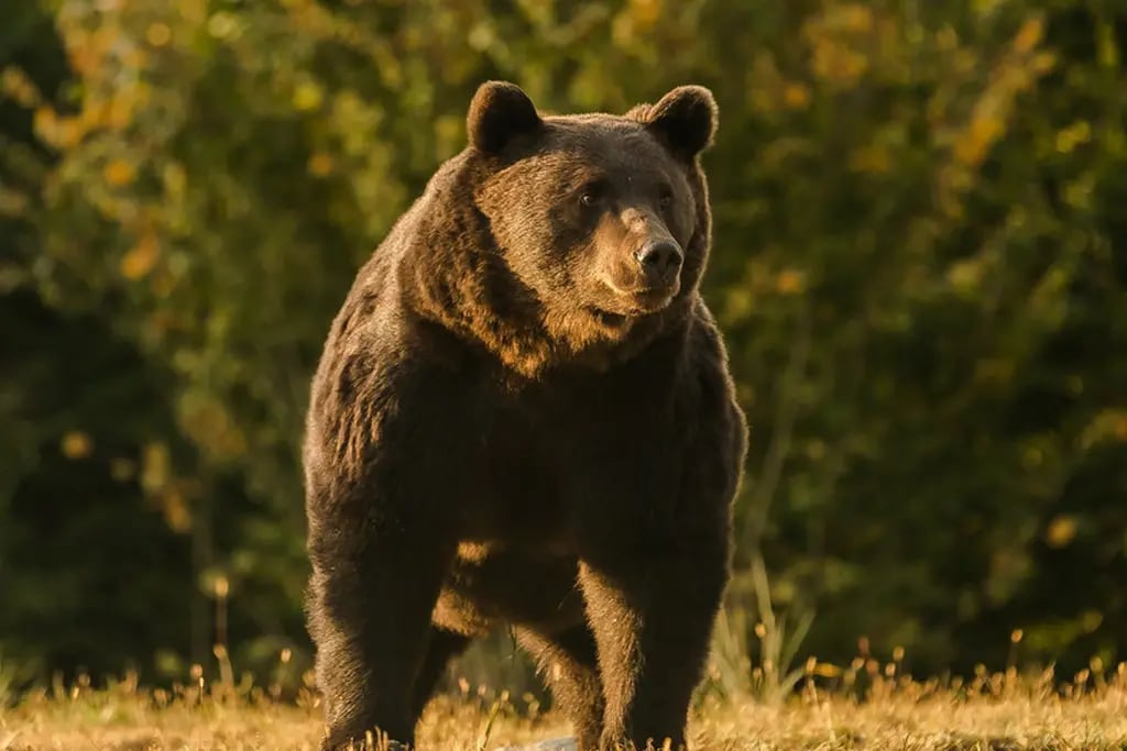 Horror: un príncipe de Liechtenstein salió de cacería y mató al oso “más grande” de Rumania
