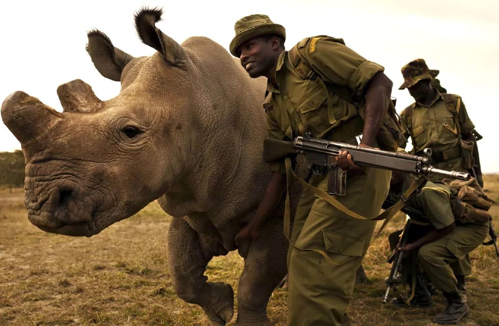 Vigilan con armas al último rinoceronte blanco para que no lo maten