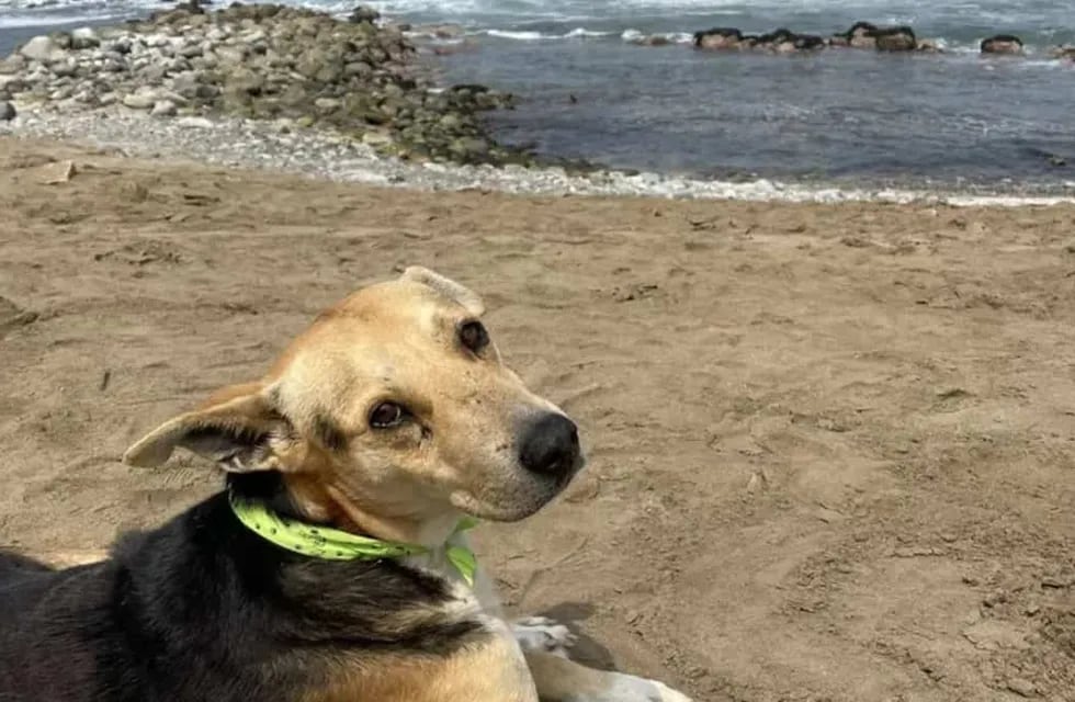 Un perro aguarda a su amo todos los días, quien falleció en el mar.