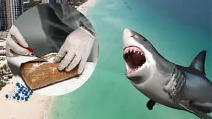 Investigadores aseguran que el cambio en el comportamiento de tiburones en Florida es por el consumo de cocaína
