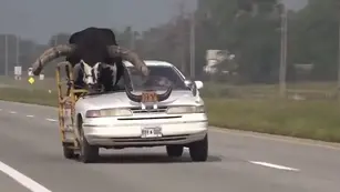 Un hombre condujo acompañado de un gran toro como copiloto