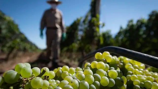 Vitivinicultura: Crece la cantidad de viñedos con variedades tintas