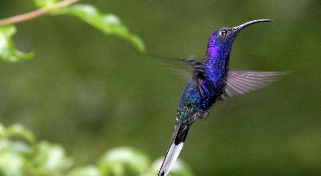 Significado espiritual del colibrí: cinco mensajes que intenta darte