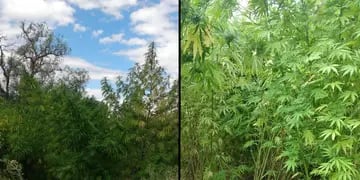 Marihuana en Guaymallén