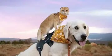 Perro y gato inseparables (Instagram)