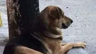 El dueño de una panadería mató a un perro a patadas porque se había robado un pan