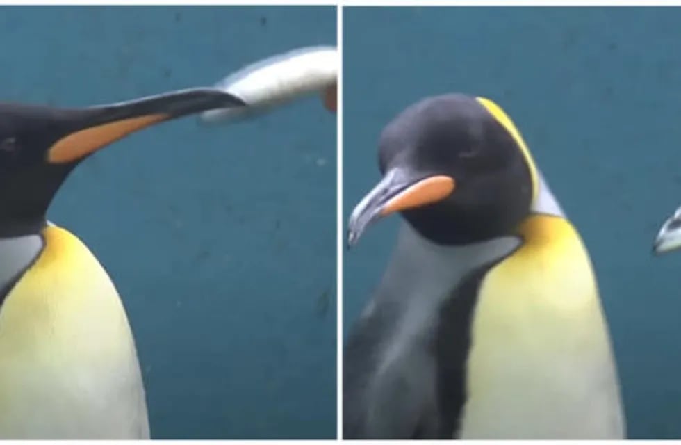 Pingüinos hacen “huelga de hambre”. Foto: Web
