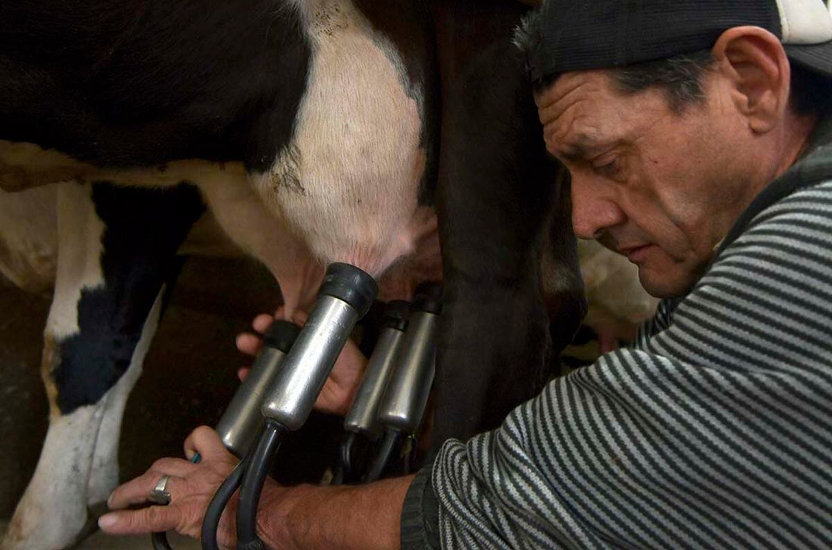 El programa de asistencia financiera permitirá ampliar la producción agropecuaria, en especial en la industria de la carne, la leche y sus subproducto. Foto: Orlando Pelichotti / Los Andes