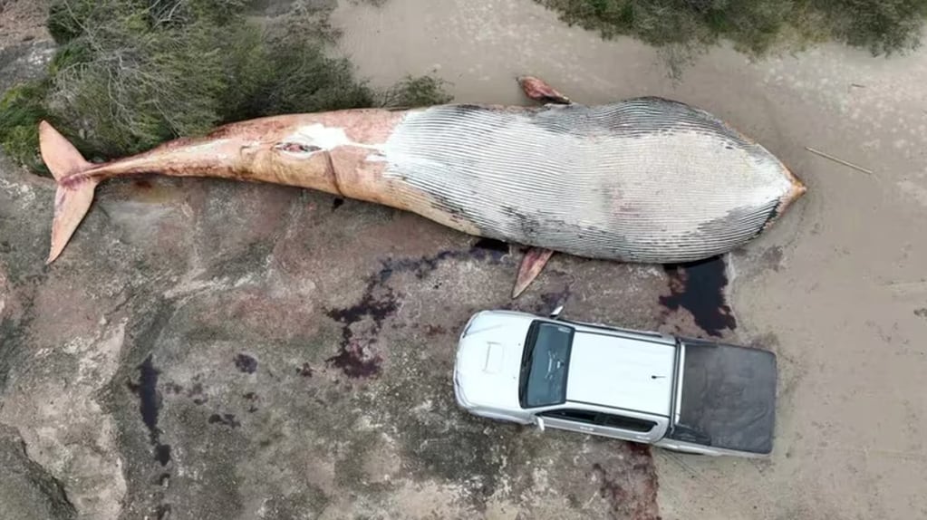 Los restos de una ballena azul aparecieron sobre la costa de Colonia. EFE.