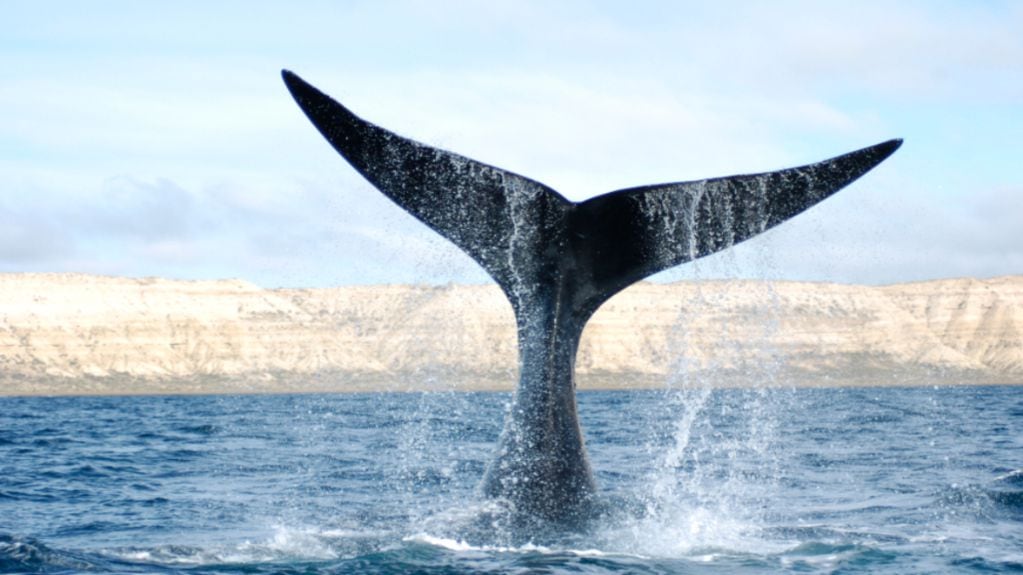Ballena Franca Austral en Puerto Madryn, uno de los tantos sectores del Atlántico Sur donde hay caza indiscriminada de ballenas. Foto: Gentileza