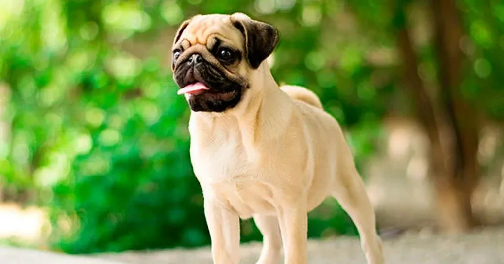 Estas son las cinco razas de perros más juguetonas. (Web).