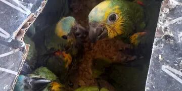 Rescataron loros amazónicos