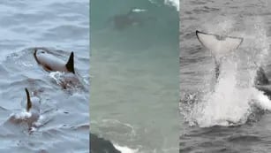 Orcas llegaron a la costa de Reñaca y dieron una postal inusual