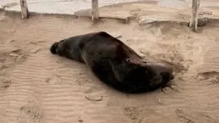 Investigan la muerte de una decena de lobos marinos en Necochea