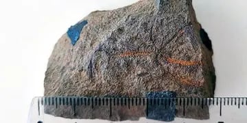 Neuquén: hallan un fósil de estrella frágil de hace 193 millones de años