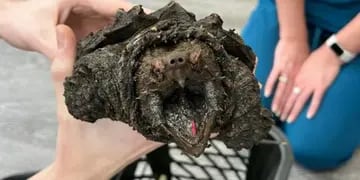 Encontraron una aterradora tortuga caimán en un lago en Reino Unido: “Te daría un mordisco desagradable”