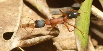 El curioso caso de la hormiga saltarina que es capaz de transformar su cuerpo para ser reina de la colonia