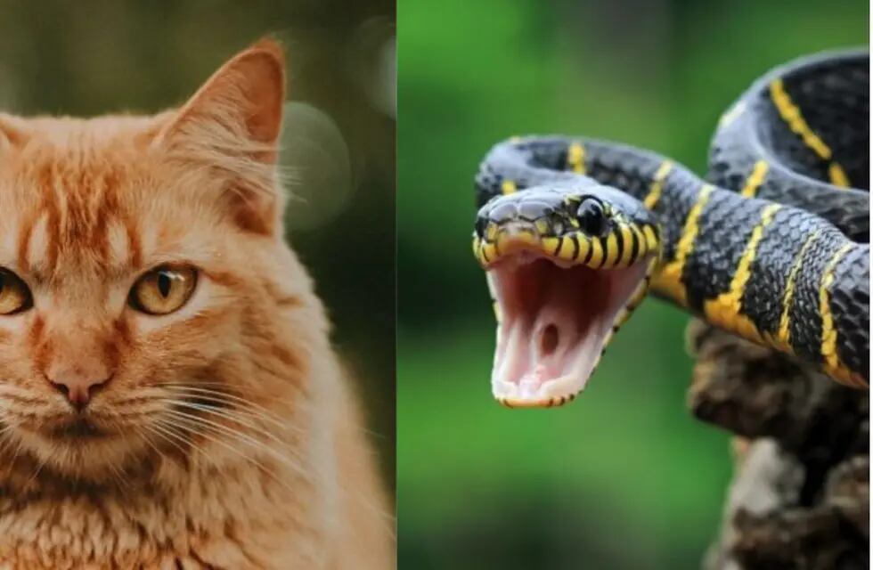 Una mujer salvó a su gata de ser estrangulada por una serpiente venenosa