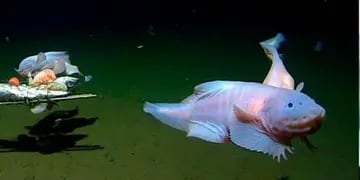 Lograron grabar por primera vez al Pseudoliparis, el misterioso pez que vive en la profundidad del mar